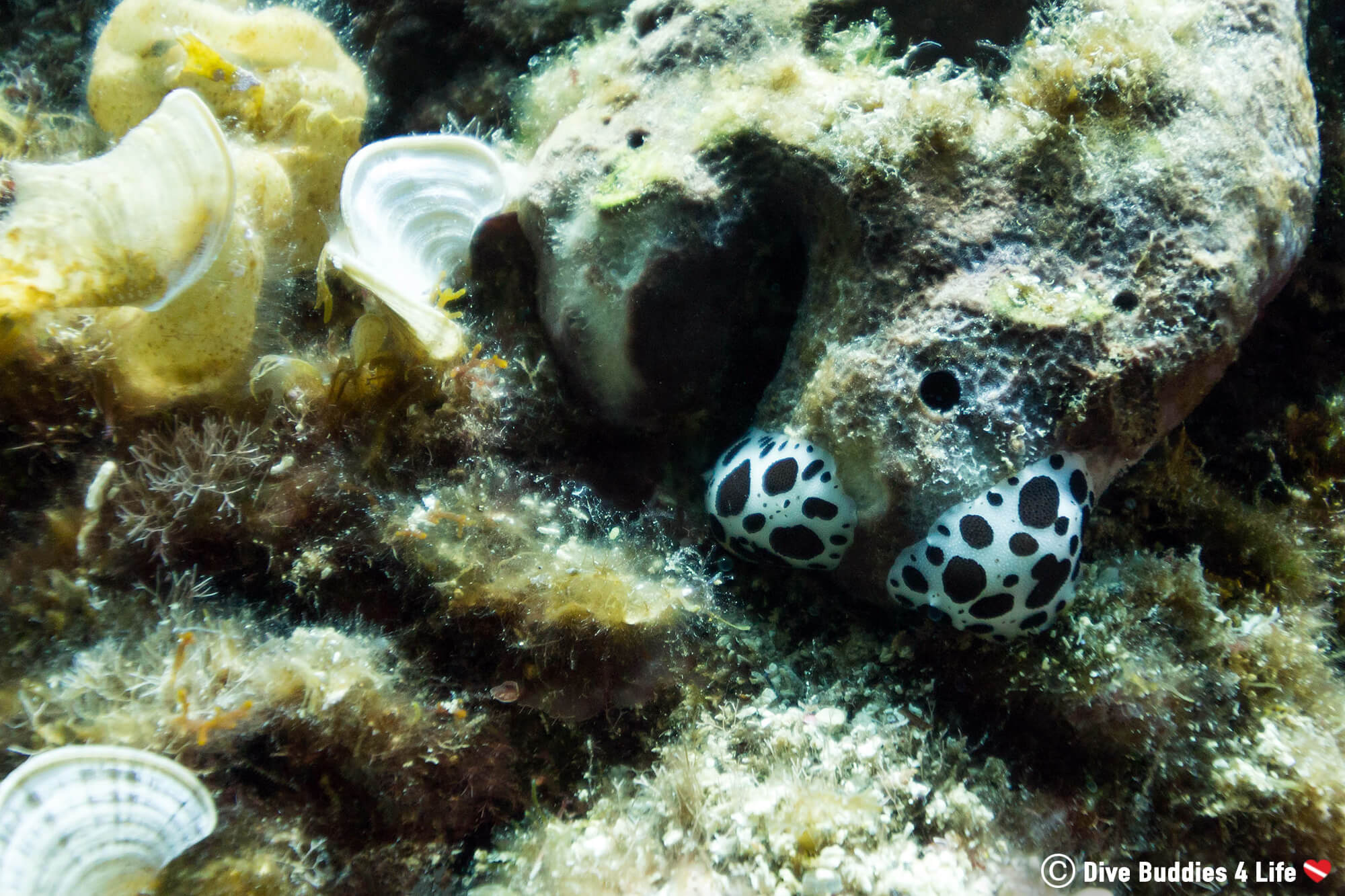 Two Black And White Spotted Nudibranchs In The Mediterranean Sea Of Dubrovnik, Croatia