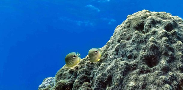 Two Butterfly Fish Swimming Along The Reef In Key Largo, Florida Keys, USA