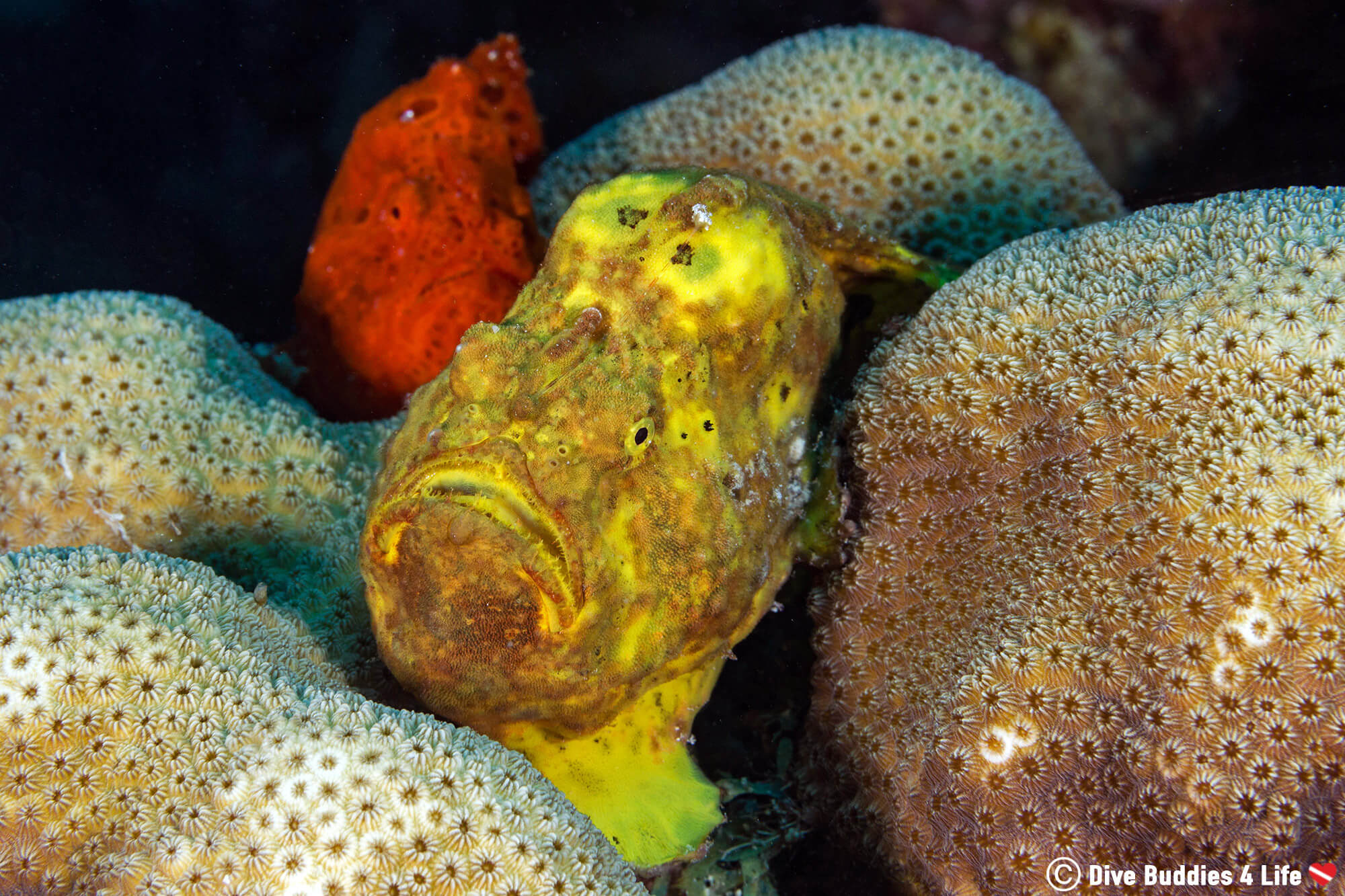 Two Frogfish At A Scuba Diving Site On The Caribbean Island Of Bonaire, Netherlands