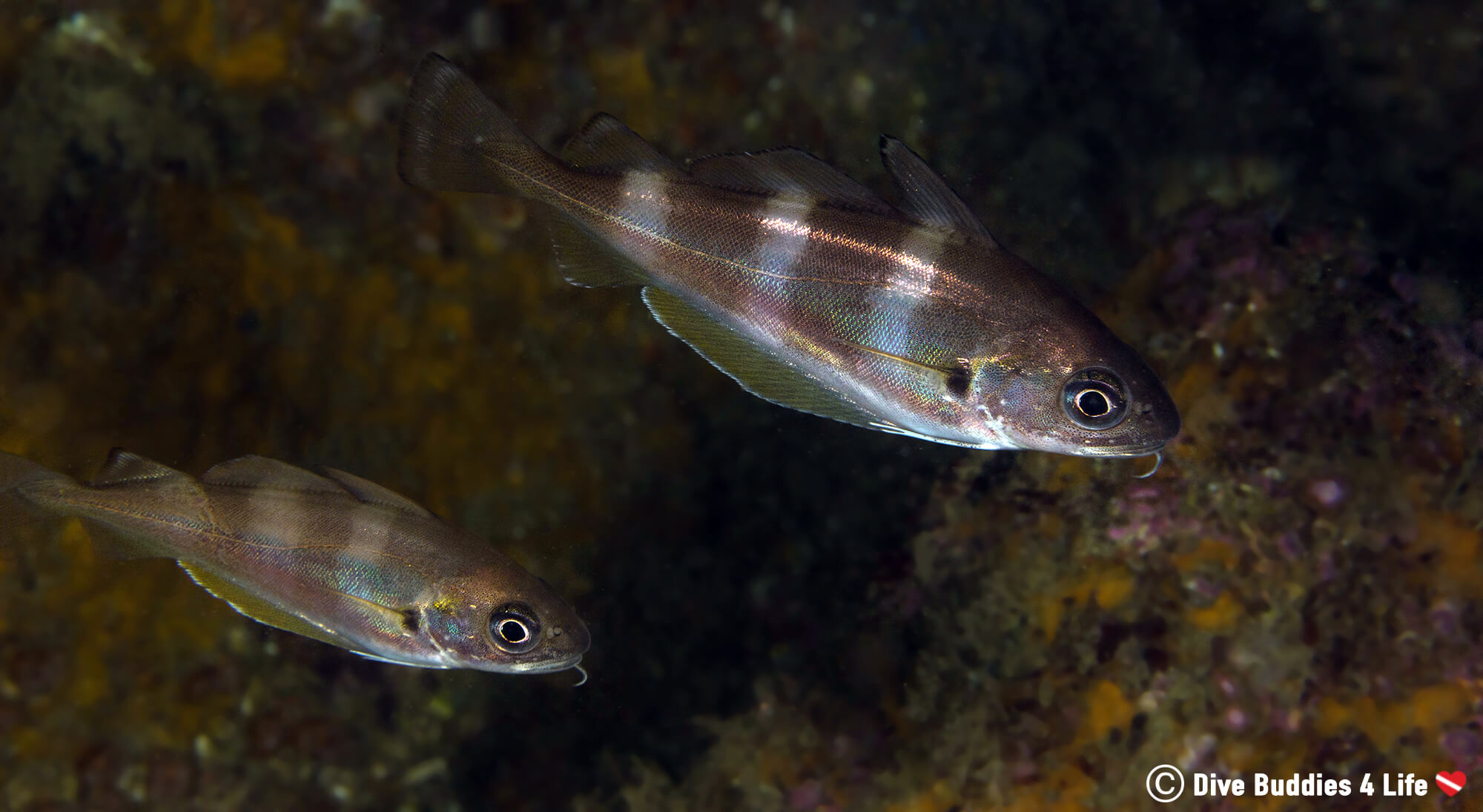 Two Small Hake Fish Swimming Synchronized Away From A Scuba Diver In Carnac, France