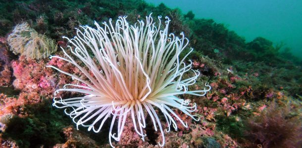 Underwater Anemone In Costa Del Sol, Spain, Europe