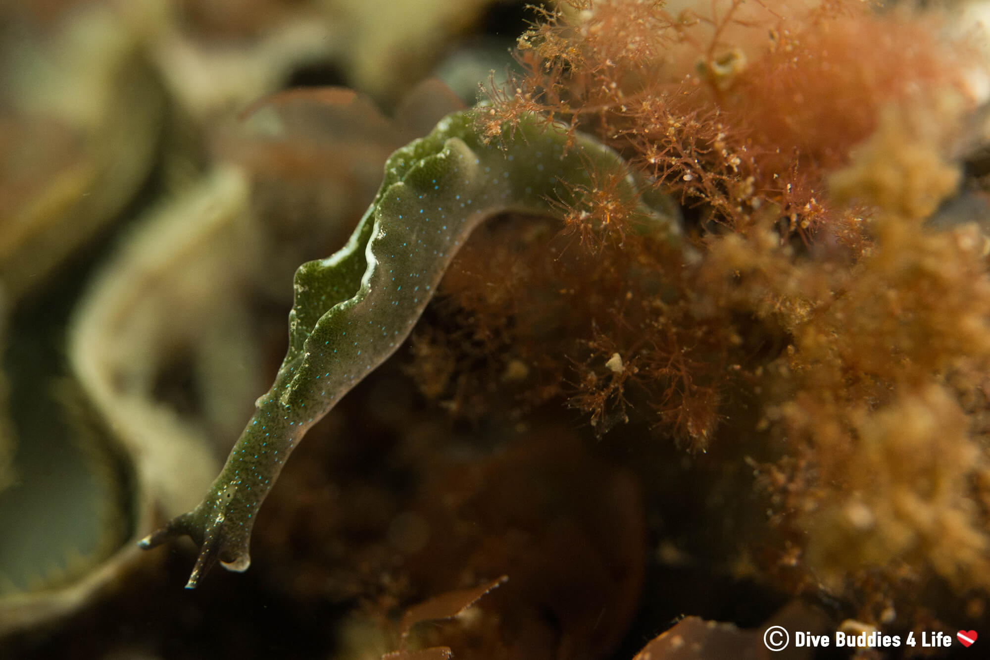 Watching A Green Nudibranch Extending His Body From A Plant While Scuba Diving In A Saltwater Lake In The Netherlands