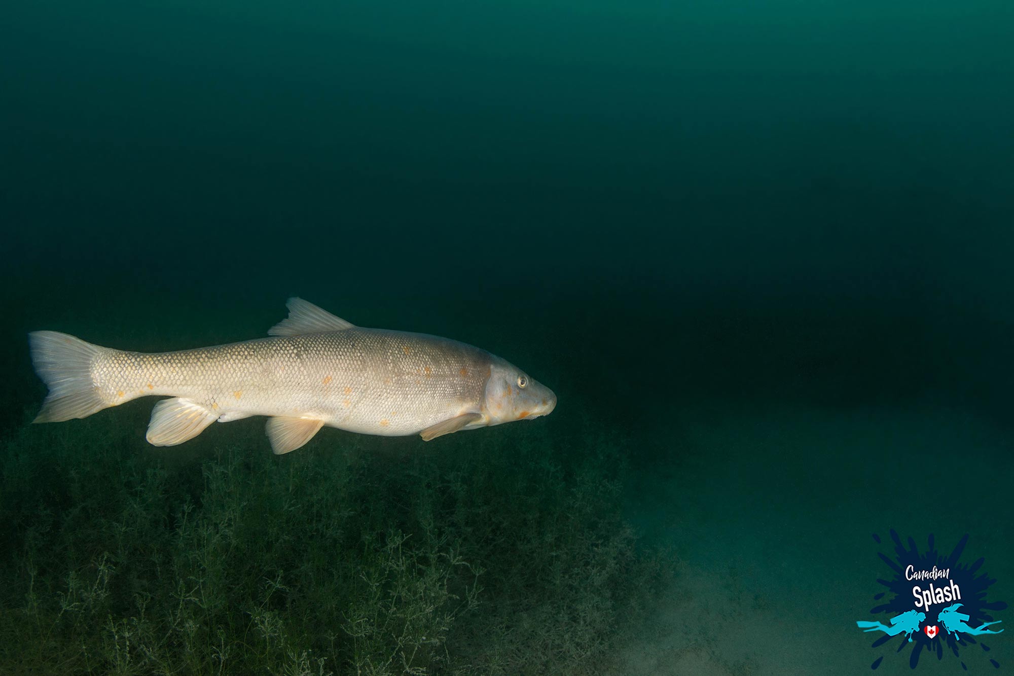 White Sucker Swimming On The Bottom Of Lake Edith In Jasper National Park