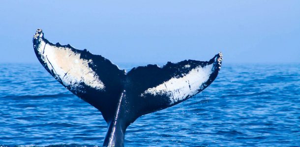 The Bay of Fundy Humpback Whale Fluke