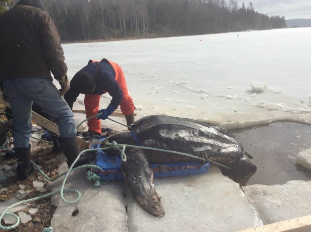 Leatherback Turtle Out Of The Ice in Cape Breton