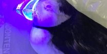 Puffin with a Fluorescent Bill under UV Light