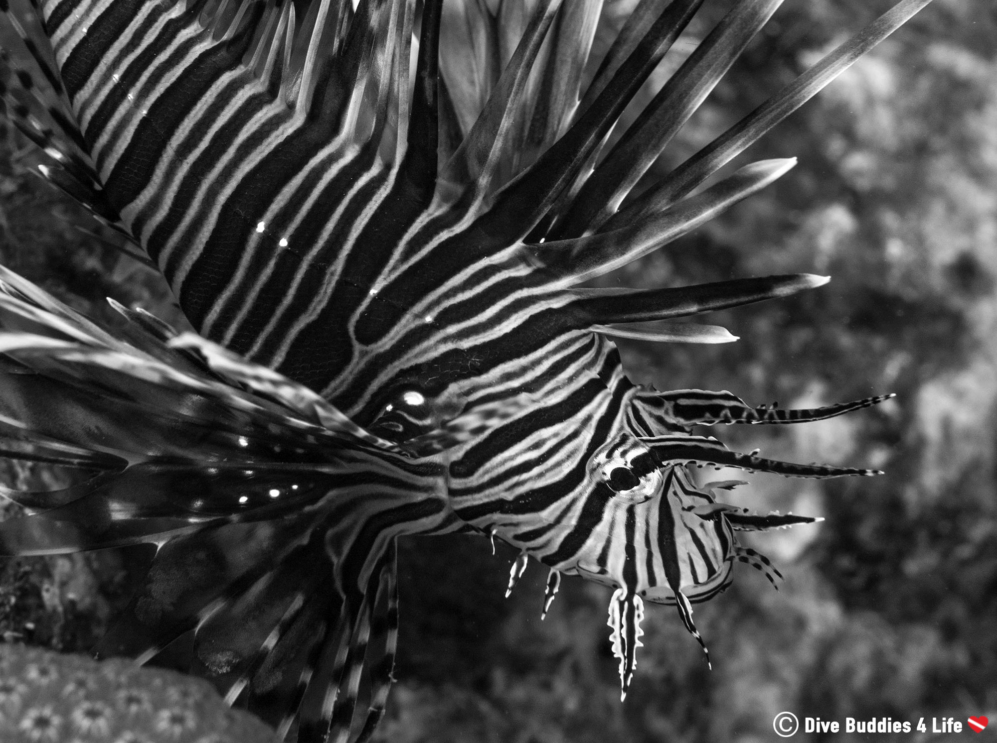 A Dangerous Lionfish that is a Problem for Conservation and for Caribbean Reefs